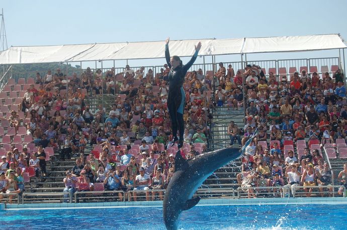 Un momento dello spettacolo al delfinario dello Zoo Safari di Fasano