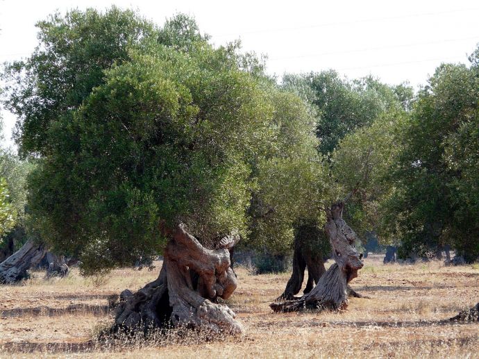 Ulivi secolari del Salento