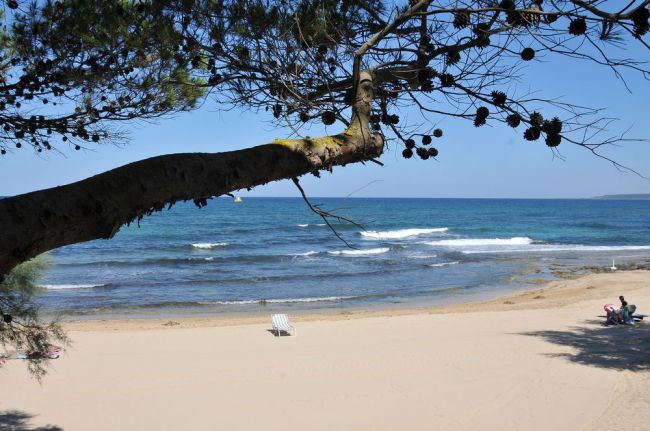 Spiaggia sabbiosa con mare e albero in primo piano.